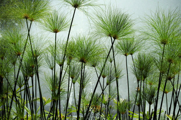 Papyrus Seeds