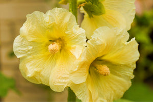 Yellow Hollyhock Seeds