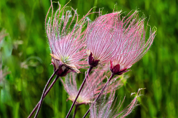 Prarie Smoke Geum Seeds