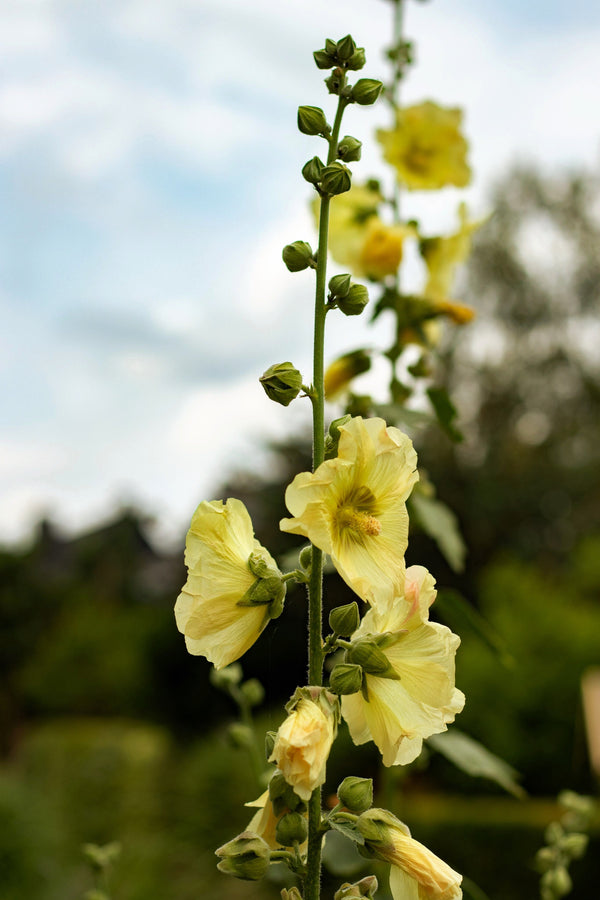 Yellow Hollyhock Seeds