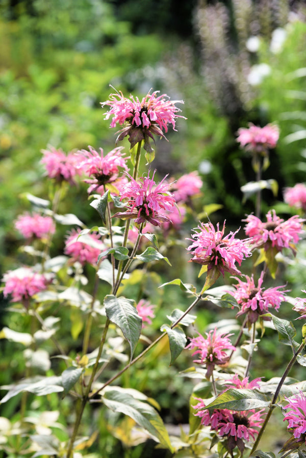 Dwarf Pink bee Balm Seeds