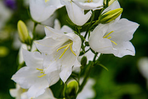 White Peach-Leafed Bellflower Seeds