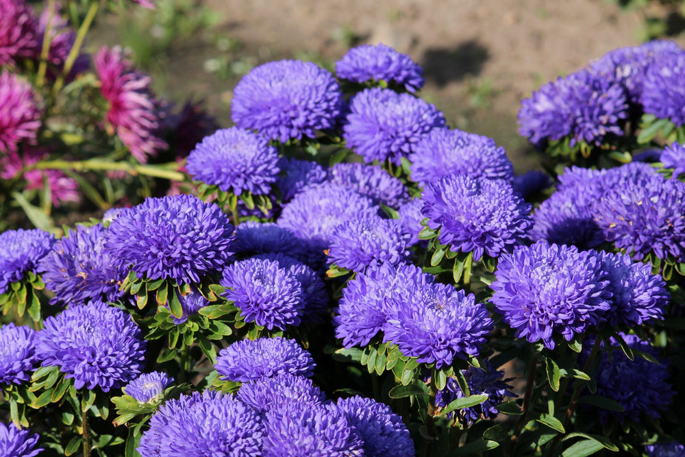 Duchess Dark Blue Paeony Aster Seeds