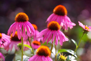 Bright Star Coneflower Seeds