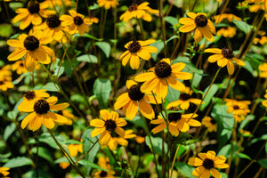 Brown Eyed Susan Seeds