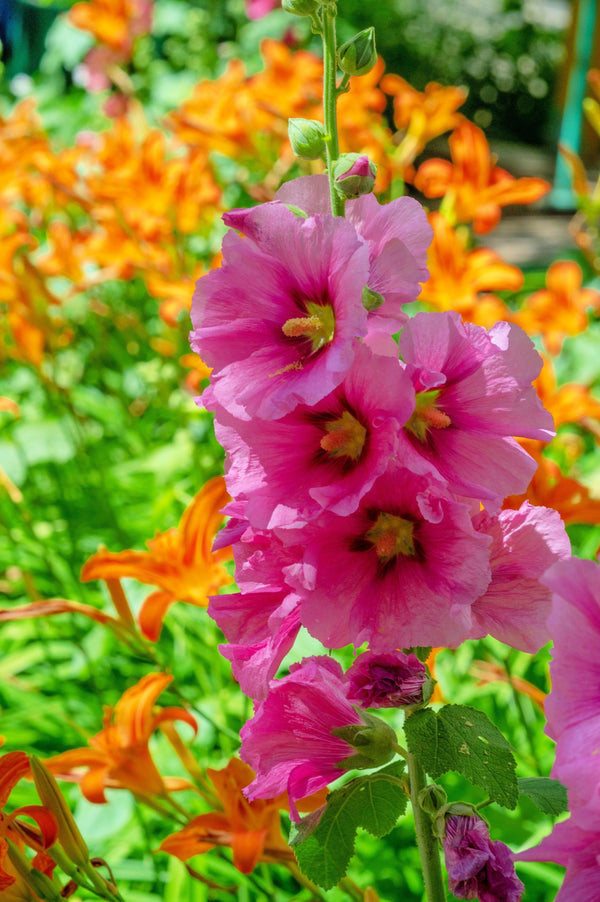 Pink Checkermallow Seeds
