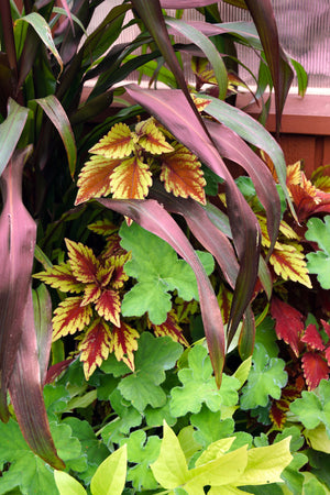 Red Jewel Millet Ornamental Grass Seeds