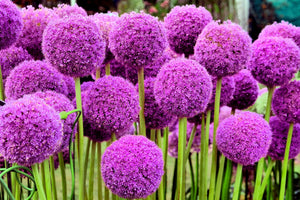 Giant Allium Seeds