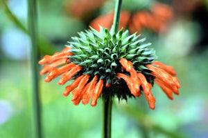 Klip Dagga/Lion's Ear Seeds
