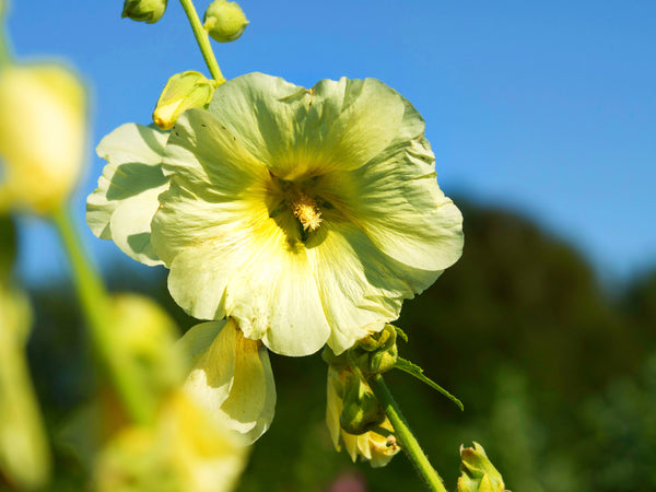 Yellow Hollyhock Seeds