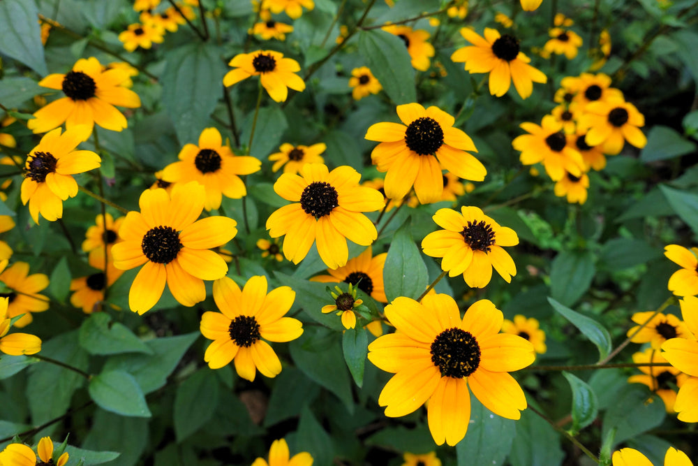 Brown Eyed Susan Seeds