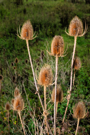 Fuller's Teasel Seeds