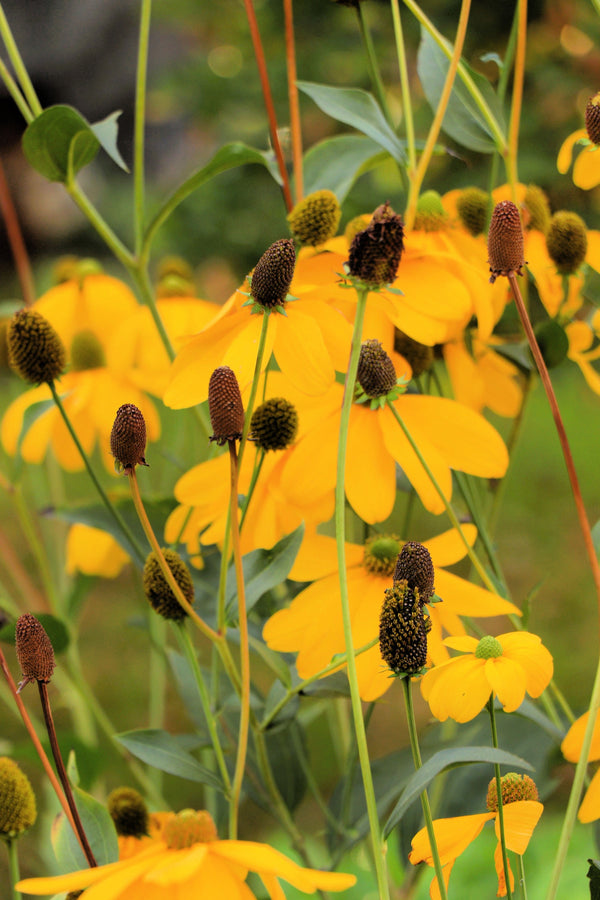 Yellow Coneflower Seeds