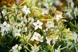 White Nicotiana Seeds - Certified Organic