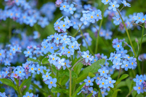 Forget-Me-Not Seeds