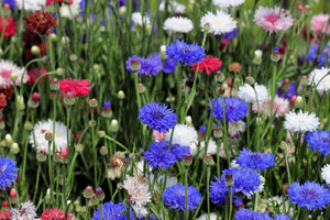 Tall Blue Bachelor’s Button Seeds