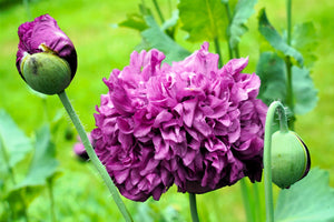 Purple Peony Poppy