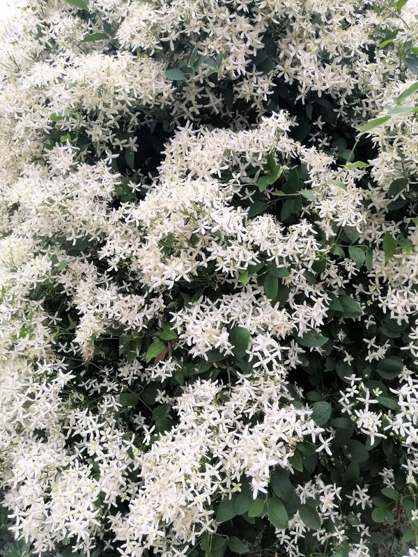 Sweet Autumn Clematis Seeds