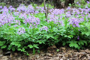 Dame's Rocket (Danask Violet) Seeds