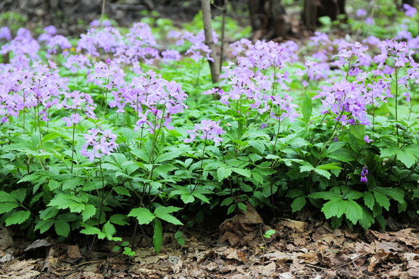 Dame's Rocket (Danask Violet) Seeds
