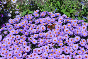 Rice Button Aster Seeds