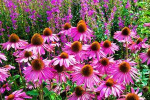 Bright Star Coneflower Seeds