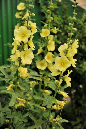 Yellow Hollyhock Seeds