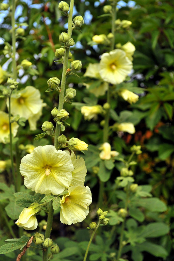 Yellow Hollyhock Seeds