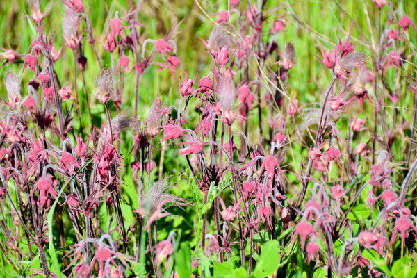 Prarie Smoke Geum Seeds