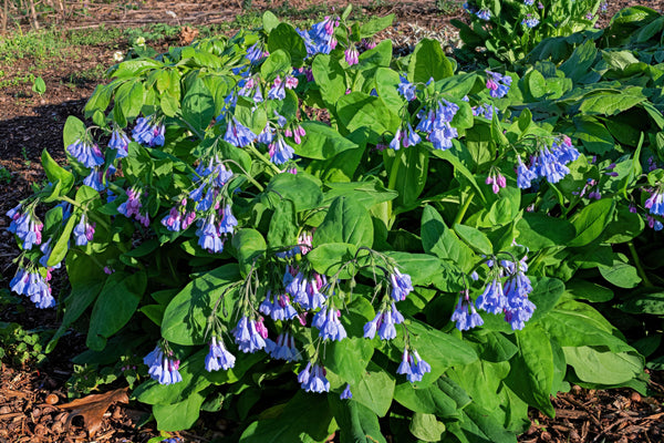 Virginia Bluebells Seeds
