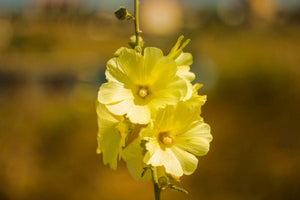 Yellow Hollyhock Seeds