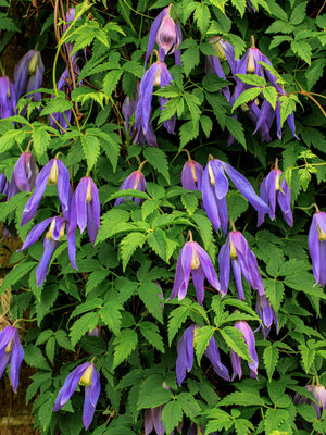 Purple Alpine Clematis Seeds