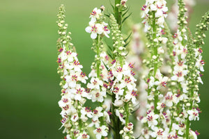 White Blush Verbascum Seeds