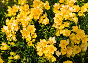 Royal Champion Mix Freesia Seeds