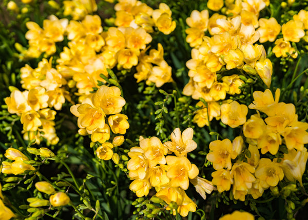 Royal Champion Mix Freesia Seeds