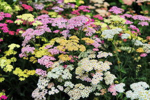 Mixed Summer Yarrow Seeds