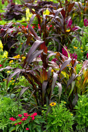 Red Jewel Millet Ornamental Grass Seeds