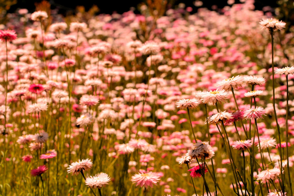 Organic Apricot & Peach Strawflower Seeds