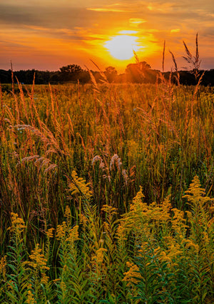 Big Bluestem Grass Seeds