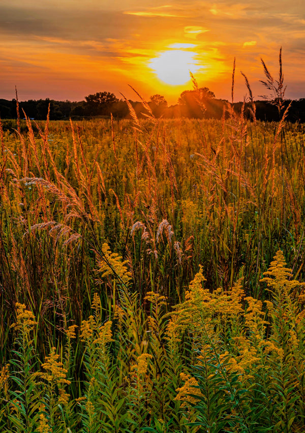 Big Bluestem Grass Seeds