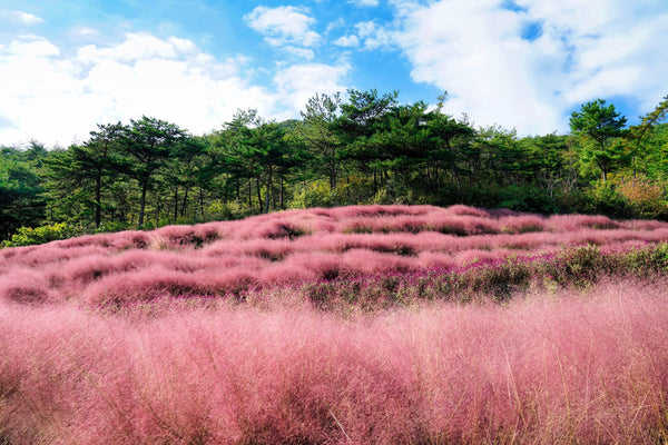 Pink Muhly Grass Seeds