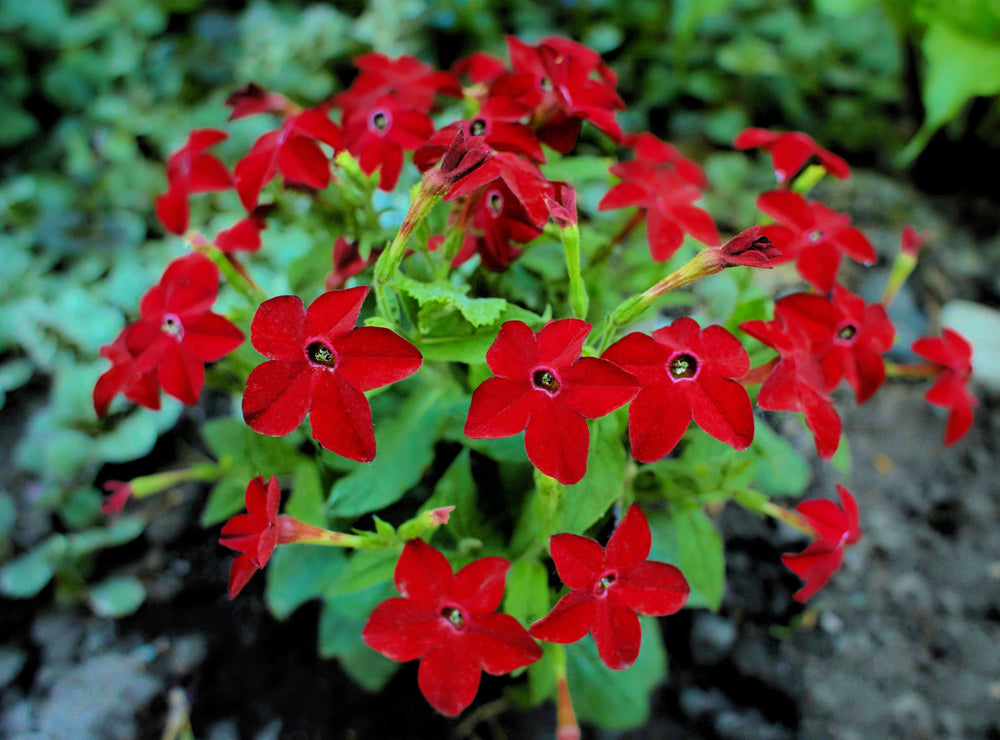 Nicotiana Crimson King Seeds