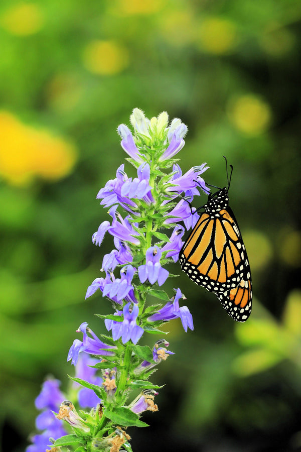 Great Blue Lobelia Seeds