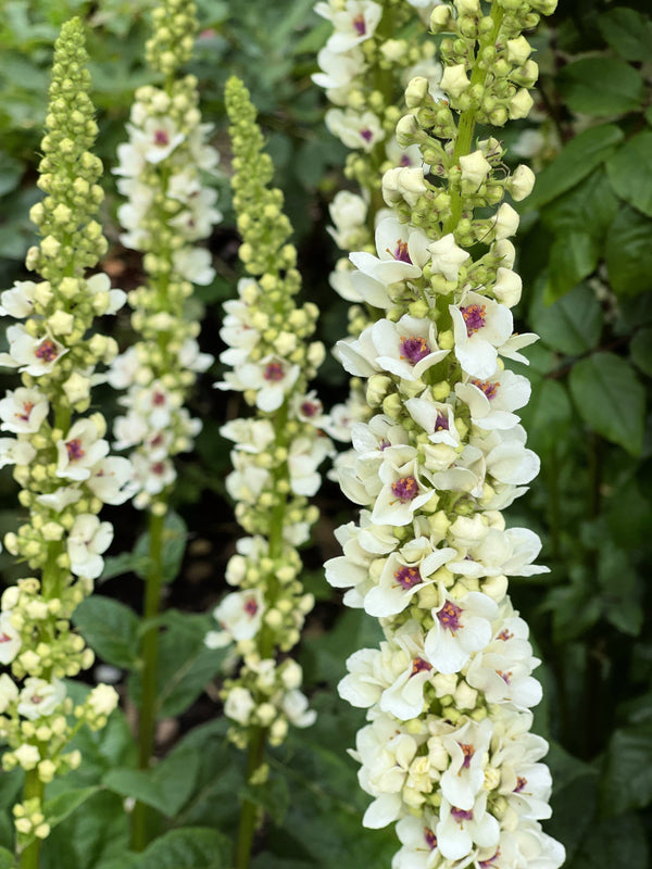 White Blush Verbascum Seeds