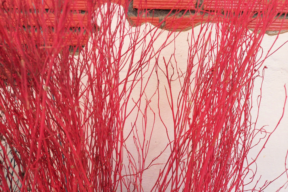 Red Twig Dogwood Seeds
