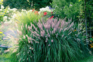 Chinese Fountain Grass Seeds