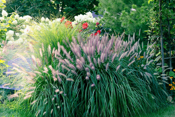 Chinese Fountain Grass Seeds