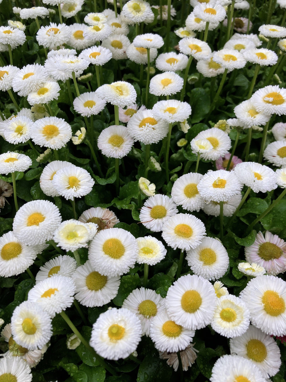 Dwarf White English Daisy Seeds