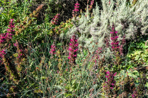 Hummingbird Sage Seeds - Certified Organic