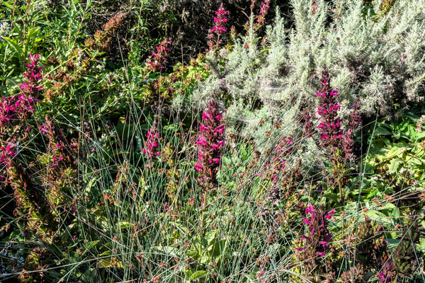 Hummingbird Sage Seeds - Certified Organic
